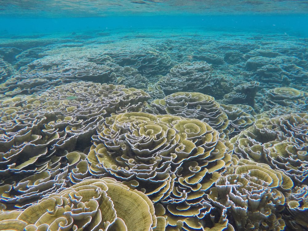 Snorkeling, Goidhoo, Maldives