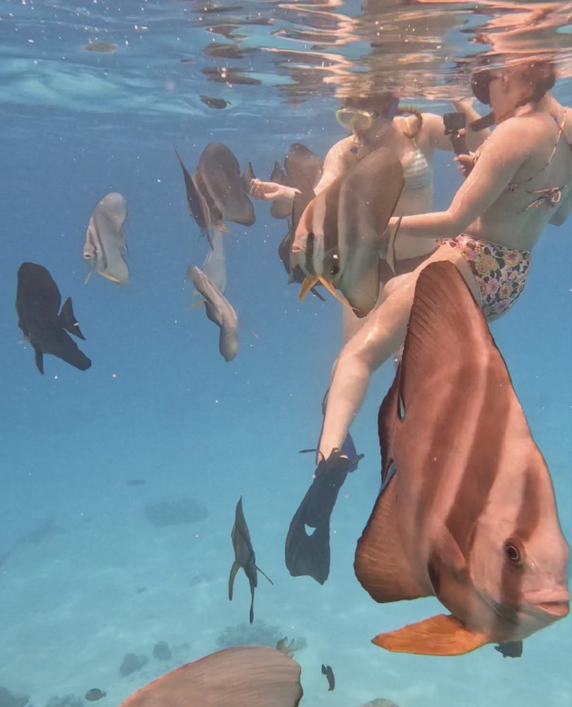 Snorkeling, Goidhoo, Maldives