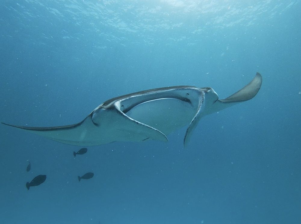 Snorkeling, Goidhoo, Maldives